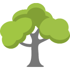 Bellingham Trees Removal