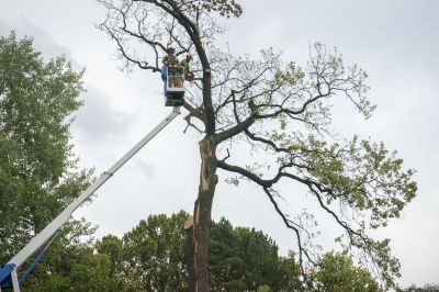 Local Tree Service Companies
