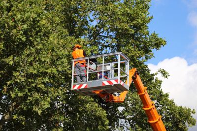 Tree Removal Permits