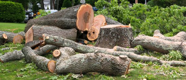 Large Tree Removal in Bellingham
