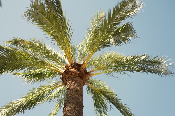 Palm Tree Removal in Bellingham