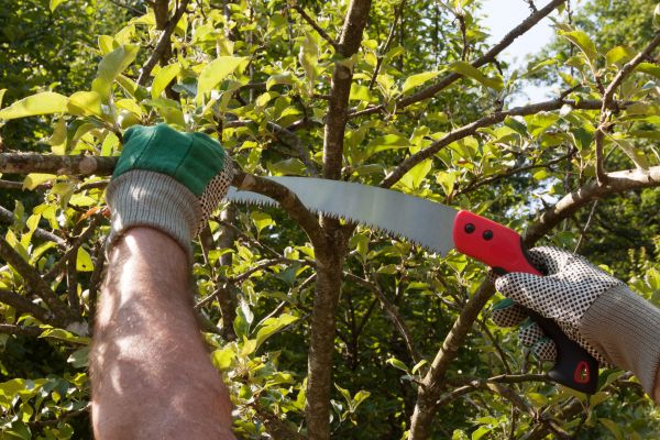 Small Tree Removal in Bellingham
