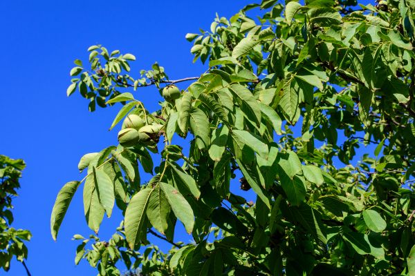 Cost of Walnut Tree Removal in Bellingham