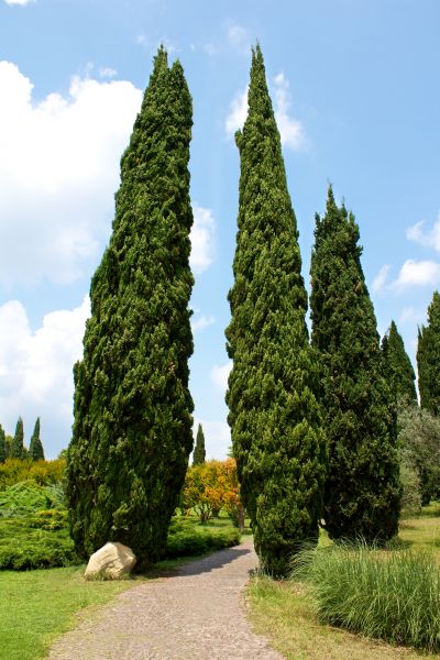 Cost of Cypress Tree Removal in Bellingham