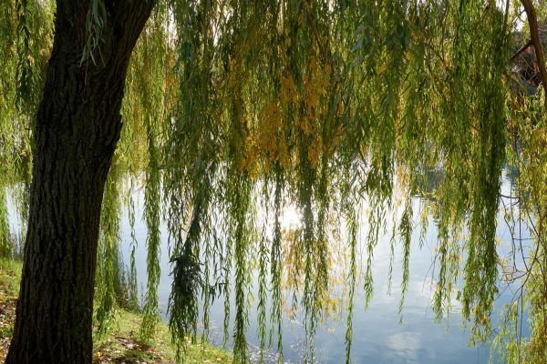 Cost of Willow Tree Removal in Bellingham