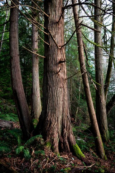 Cost of Cedar Tree Removal in Bellingham