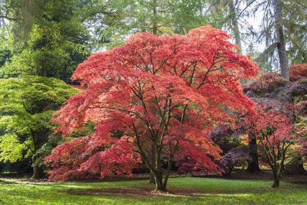 Cost of Maple Tree Removal in Bellingham