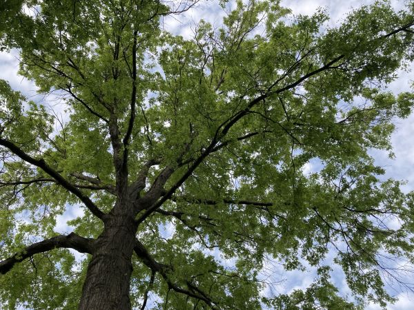 Cost of Oak Tree Removal in Bellingham