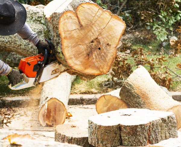 Tree Removal Service in Bellingham