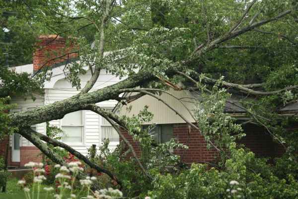Emergency Tree Removal in Bellingham