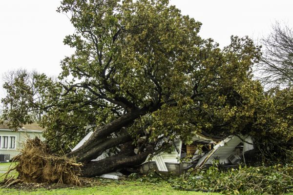 Fallen Tree Removal in Bellingham