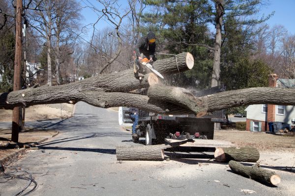 Cost of Residential Tree Removal in Bellingham