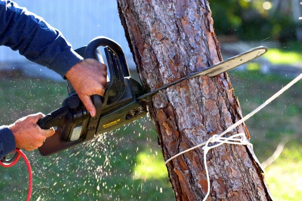 Dead Tree Removal in Bellingham